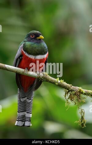 (Collared Trogon Trogon collaris) thront auf einem Zweig in den Bergen von Kolumbien, Südamerika Stockfoto