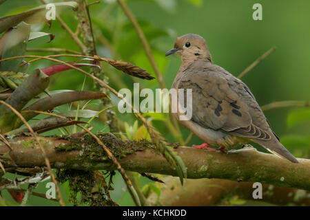 Eared Dove (Zenaida Auriculata) auf einem Zweig in den Bergen von Kolumbien, Südamerika thront. Stockfoto