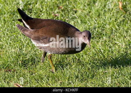 Der juvenile gemeine Moorhen (Gallinula chloropus) auf dem Gras. Solna, Schweden. Stockfoto