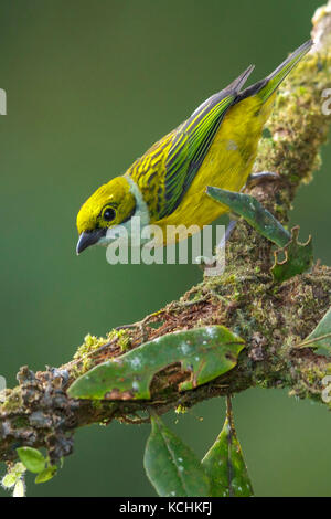 Silver-throated Tanager (Tangara icterocephala) auf einem Zweig in den Bergen von Kolumbien, Südamerika thront. Stockfoto