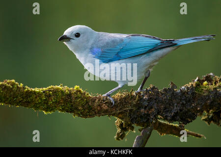 Blau-grau Tanager (Thraupis episcopus) thront auf einem Zweig in den Bergen von Kolumbien, Südamerika. Stockfoto