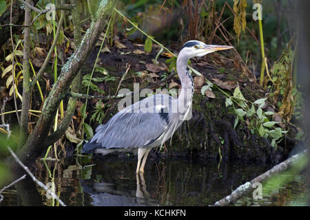 Grauer Reiher, der im flachen Wasser angeln will. Solna, Schweden. Stockfoto