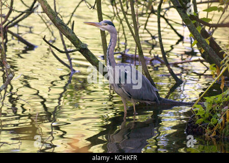 Grauer Reiher, der im flachen Wasser angeln will. Solna, Schweden. Stockfoto