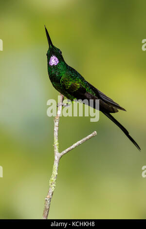 Kaiserin Brillant (Heliodoxa imperatrix) auf einem Zweig in Kolumbien thront. Stockfoto