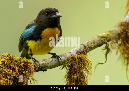 Schwarz und Gold Tanager (Bangsia melanochlamys) auf einem Zweig in den Bergen von Kolumbien, Südamerika thront. Stockfoto