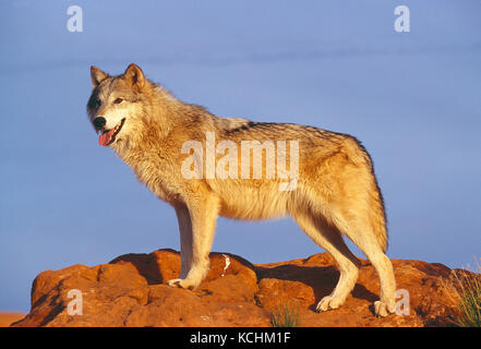 USA. Tierwelt. Grauer Wolf. Stockfoto