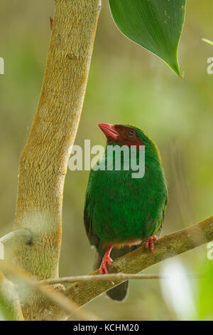 Gras-grünen Tanager (Chlorornis riefferii) thront auf einem Zweig in den Bergen von Kolumbien, Südamerika. Stockfoto