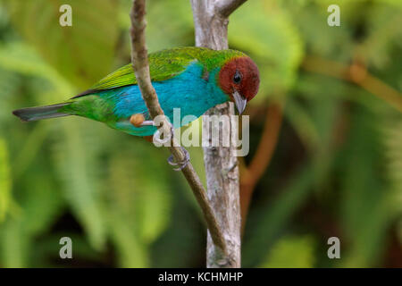 Bucht - vorangegangen Tanager (Tangara gyrola) thront auf einem Zweig in den Bergen von Kolumbien, Südamerika. Stockfoto