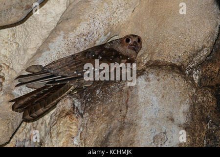 Oilbird (Steatornis caripensis) in einer Höhle in den Bergen von Kolumbien, Südamerika thront. Stockfoto