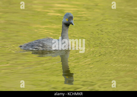 Mindestens Grebe (Tachybaptus dominicus) auf einem Teich in Kolumbien, Südamerika. Stockfoto