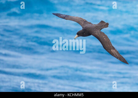 Southern Giant Petrel (Macronectes giganteus) fliegen über den Ozean auf der Suche nach Nahrung in der Nähe von South Georgia Island. Stockfoto