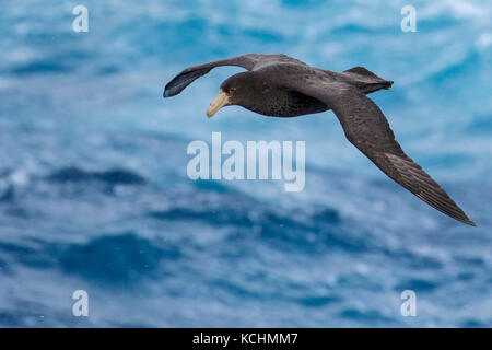 Southern Giant Petrel (Macronectes giganteus) fliegen über den Ozean auf der Suche nach Nahrung in der Nähe von South Georgia Island. Stockfoto