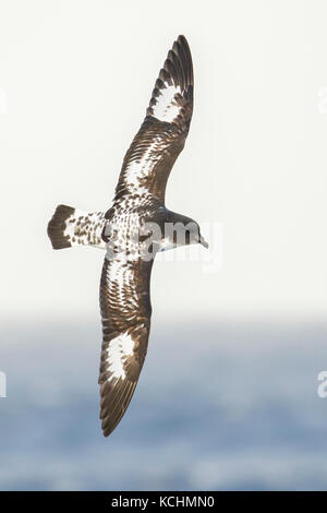 Kap Petrel (Daption capense) fliegen über den Ozean auf der Suche nach Nahrung in der Nähe von South Georgia Island. Stockfoto