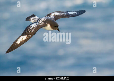 Kap Petrel (Daption capense) fliegen über den Ozean auf der Suche nach Nahrung in der Nähe von South Georgia Island. Stockfoto