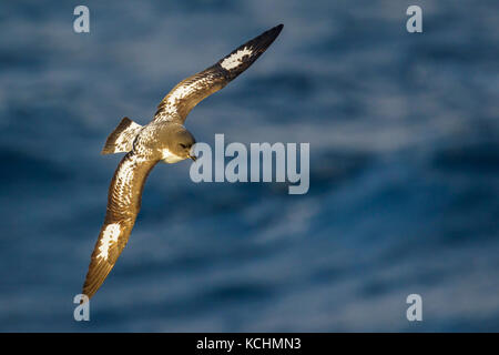 Kap Petrel (Daption capense) fliegen über den Ozean auf der Suche nach Nahrung in der Nähe von South Georgia Island. Stockfoto