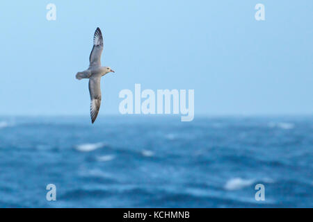 Südliche Eissturmvogel (Fulmarus glacialoides) fliegen über den Ozean auf der Suche nach Nahrung in der Nähe von South Georgia Island. Stockfoto