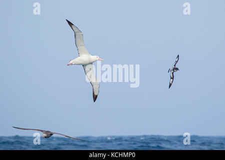 Wandering Albatross (Diomedea exulans) fliegen über den Ozean auf der Suche nach Nahrung in der Nähe von South Georgia Island. Stockfoto