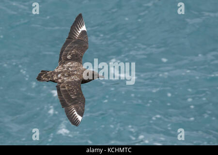 Braune Skua (Eulen antarcticus) fliegen über den Ozean auf der Suche nach Nahrung in der Nähe von South Georgia Island. Stockfoto