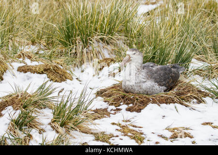 Northern Giant Petrel (Macronectes halli) Verschachtelung auf tussock Gras auf South Georgia Island. Stockfoto