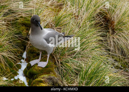 Licht-mantled Rußigen Albatross (Phoebetria palpebrata) auf tussock Gras auf Südgeorgien Insel thront. Stockfoto