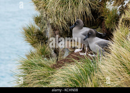 Licht-mantled Rußigen Albatross (Phoebetria palpebrata) auf tussock Gras auf Südgeorgien Insel thront. Stockfoto