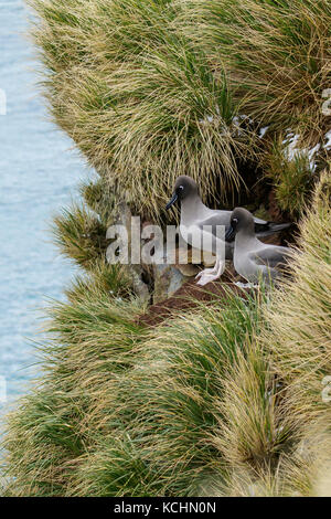 Licht-mantled Rußigen Albatross (Phoebetria palpebrata) auf tussock Gras auf South Georgia Island Stockfoto