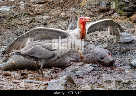 Northern Giant Petrel (Macronectes halli) Ernährung auf einem toten Dichtung auf einem felsigen Strand auf South Georgia Island. Stockfoto
