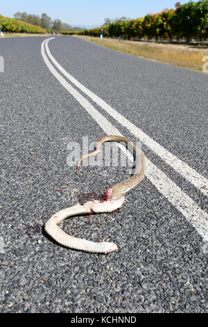 Tote Schlange roadkill auf der Straße, Mareeba, Atherton Tablelands, Far North Queensland, Australien Stockfoto