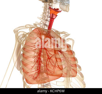 Menschliche Lunge, Luftröhre und Skelett. Medizinisch genaue 3D-Illustration Stockfoto