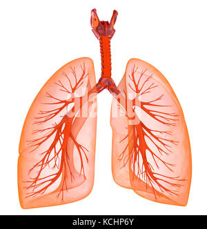 Menschliche Lunge und Luftröhre. Medizinisch genaue 3D-Illustration Stockfoto