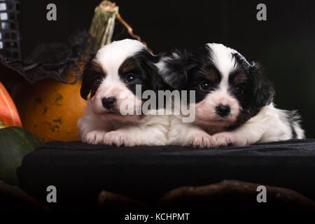 Paar Welpen der Rasse Papillon liegt in der Nähe der Halloween Kürbisse Stockfoto