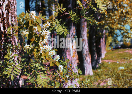 Gänge von Pappeln mit Gelbfärbung Blätter im Spätsommer Stockfoto