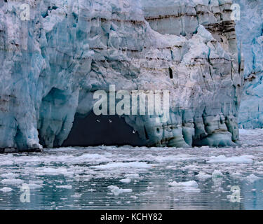 Möwen in eine schmelzwasser Kaverne auf margerie Gletscher fliegen in Glacier Bay National Park, Alaska Stockfoto