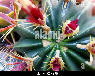 Cactus mit roten Dornen Stockfoto