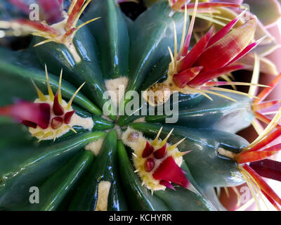 Cactus mit roten Dornen Stockfoto
