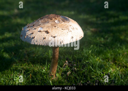 Niederlande, Zeeland, Sonnenschutzpilz (lat. Macrolepiota procera) im Naturpark Oranjezon bei Vrouwenpolder auf der Halbinsel Walcheren Niederl Stockfoto