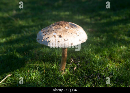 Niederlande, Zeeland, Sonnenschutzpilz (lat. Macrolepiota procera) im Naturpark Oranjezon bei Vrouwenpolder auf der Halbinsel Walcheren Niederl Stockfoto