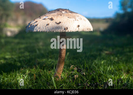 Niederlande, Zeeland, Sonnenschutzpilz (lat. Macrolepiota procera) im Naturpark Oranjezon bei Vrouwenpolder auf der Halbinsel Walcheren Niederl Stockfoto