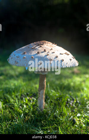 Niederlande, Zeeland, Sonnenschutzpilz (lat. Macrolepiota procera) im Naturpark Oranjezon bei Vrouwenpolder auf der Halbinsel Walcheren Niederl Stockfoto