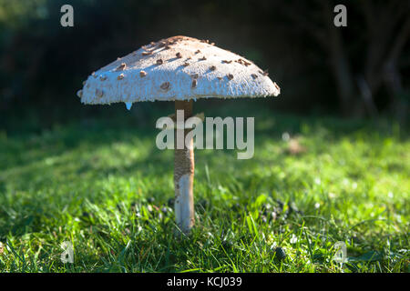 Niederlande, Zeeland, Sonnenschutzpilz (lat. Macrolepiota procera) im Naturpark Oranjezon bei Vrouwenpolder auf der Halbinsel Walcheren Niederl Stockfoto