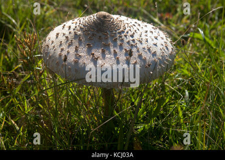 Niederlande, Zeeland, Sonnenschutzpilz (lat. Macrolepiota procera) im Naturpark Oranjezon bei Vrouwenpolder auf der Halbinsel Walcheren Niederl Stockfoto