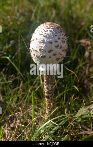 Niederlande, Zeeland, Sonnenschutzpilz (lat. Macrolepiota procera) im Naturpark Oranjezon bei Vrouwenpolder auf der Halbinsel Walcheren Niederl Stockfoto