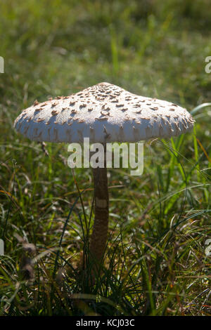 Niederlande, Zeeland, Sonnenschutzpilz (lat. Macrolepiota procera) im Naturpark Oranjezon bei Vrouwenpolder auf der Halbinsel Walcheren Niederl Stockfoto