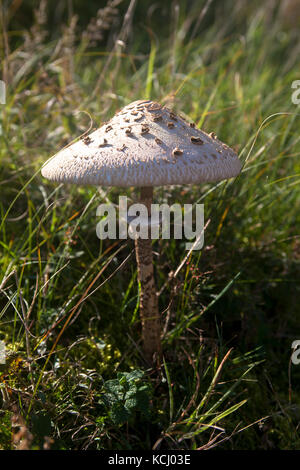 Niederlande, Zeeland, Sonnenschutzpilz (lat. Macrolepiota procera) im Naturpark Oranjezon bei Vrouwenpolder auf der Halbinsel Walcheren Niederl Stockfoto