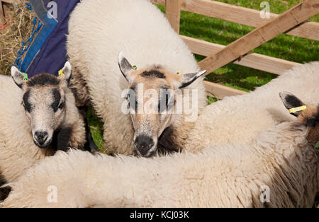 Nahaufnahme von Badger Face Welsh Mountain Sheep auf der Ripley Show im Sommer North Yorkshire England Großbritannien GB Großbritannien Stockfoto