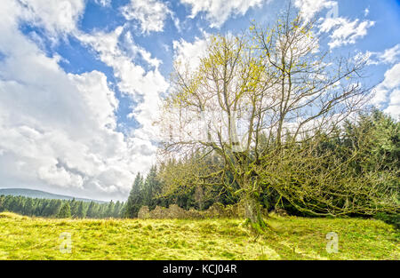 Ein einsamer Baum auf einer Lichtung im Wald Stockfoto