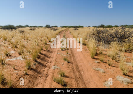 Sandy rote Piste mit Reifenspuren, die durch die trockene Landschaft führenden mit trockenen gelben Gras und Büschen, Namibia, Afrika Stockfoto