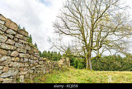 Ein einsamer Baum auf einer Lichtung im Wald Stockfoto
