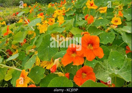 Nahaufnahme von Tropeolum majus gelb und orange Kapuzinerkresse Blumen Blüte im Sommer England UK Vereinigtes Königreich GB Großbritannien Stockfoto