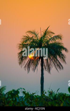 Schönen Sonnenuntergang mit Sonnenuntergang in hohen Palme aus Wald, Guinea, Westafrika Stockfoto